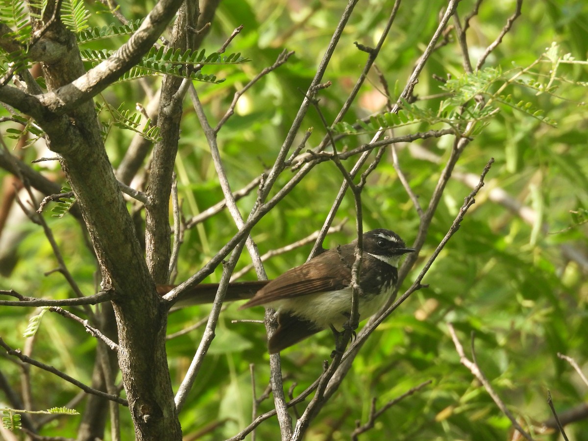 Spot-breasted Fantail - ML636940264