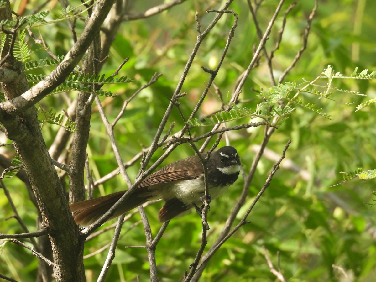 Spot-breasted Fantail - ML636940266