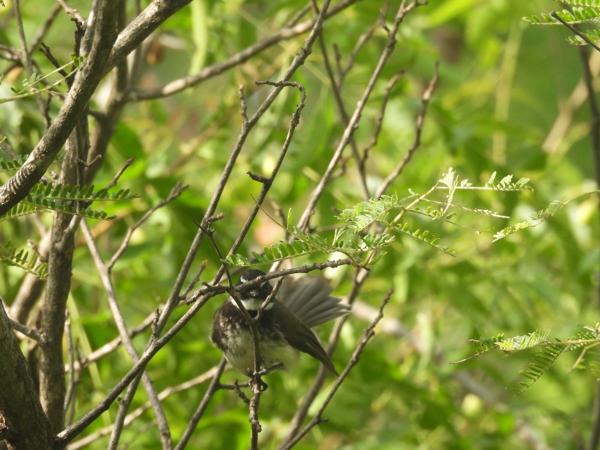 Spot-breasted Fantail - ML636940268