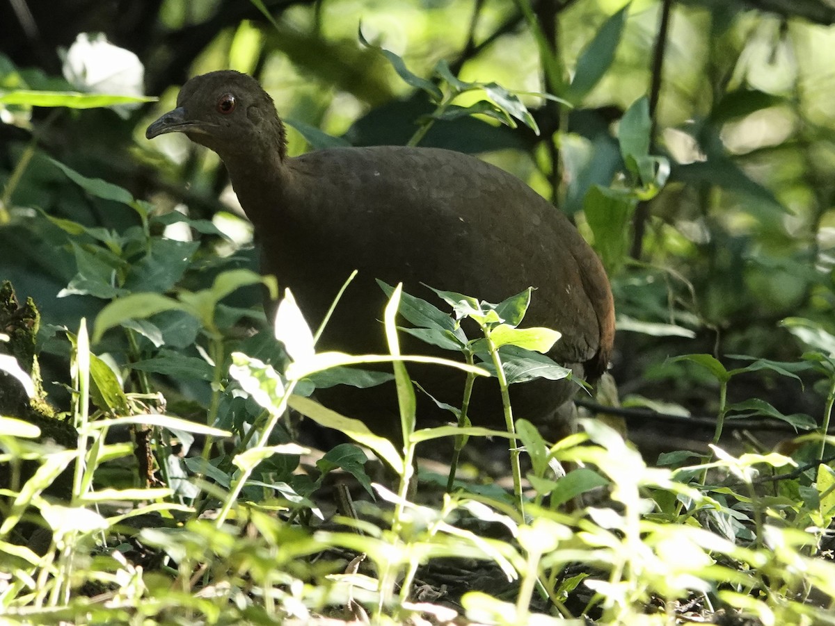 Cinereous Tinamou - ML636940276