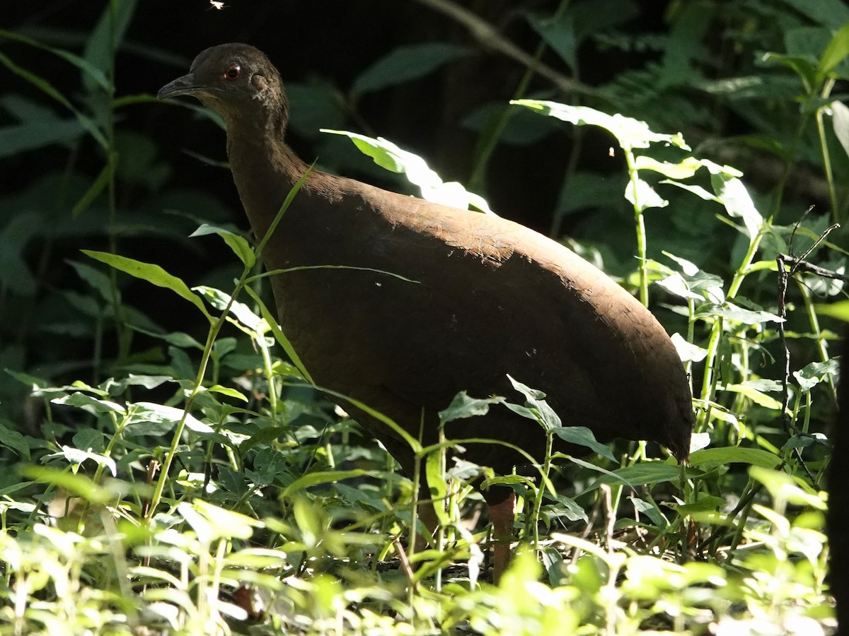 Cinereous Tinamou - ML636940277