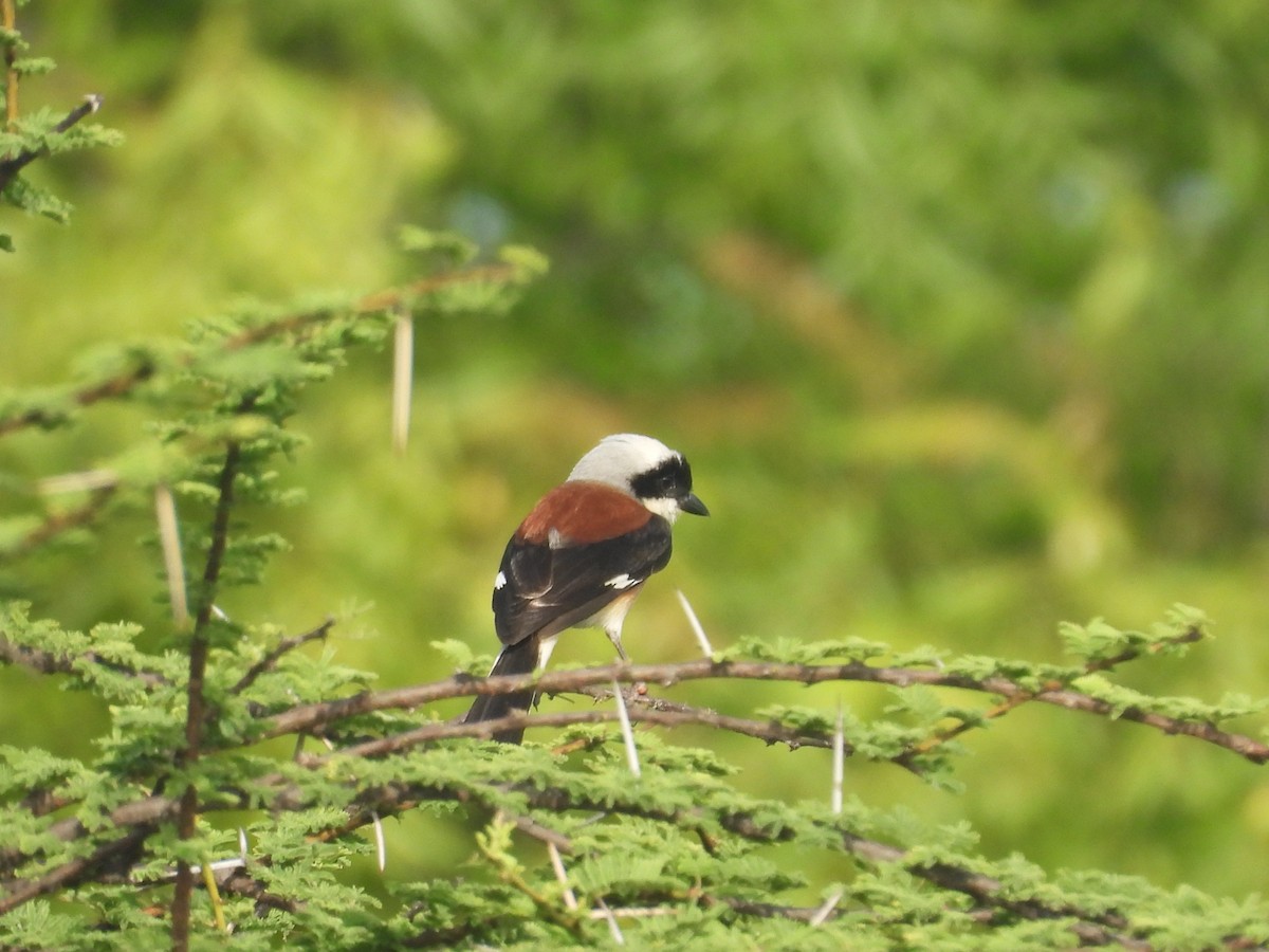Bay-backed Shrike - ML636940300