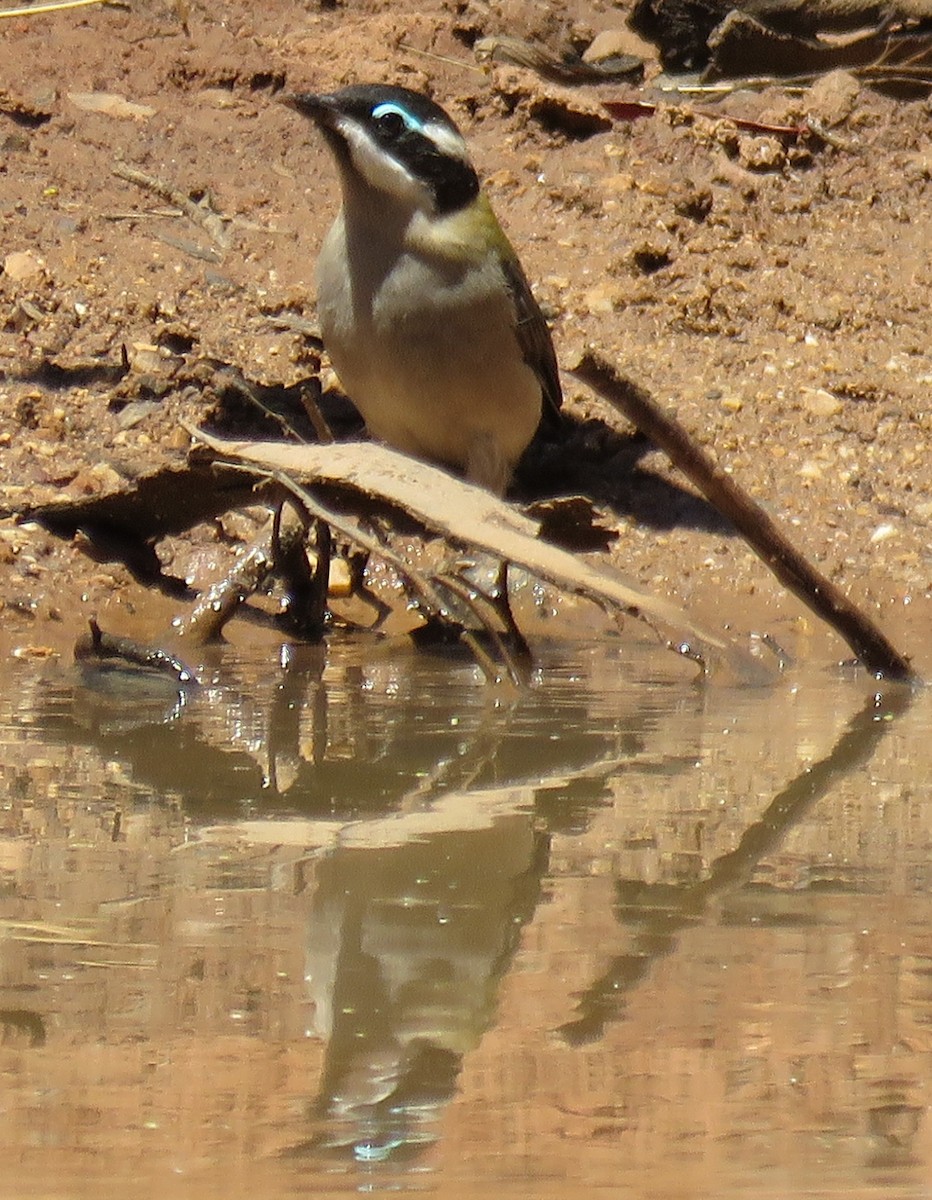 Black-chinned Honeyeater - ML636940331