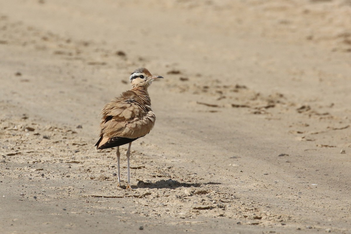 Cream-colored Courser - ML636940363