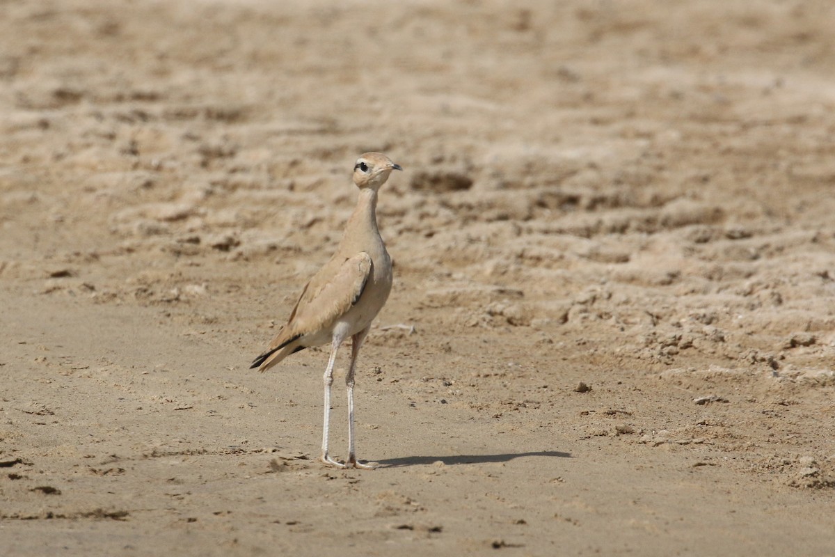 Cream-colored Courser - ML636940366