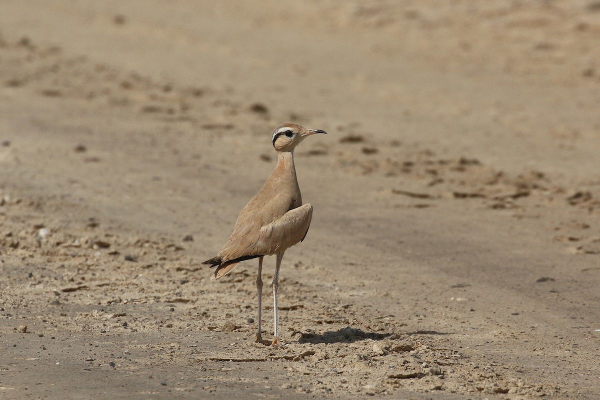 Cream-colored Courser - ML636940367