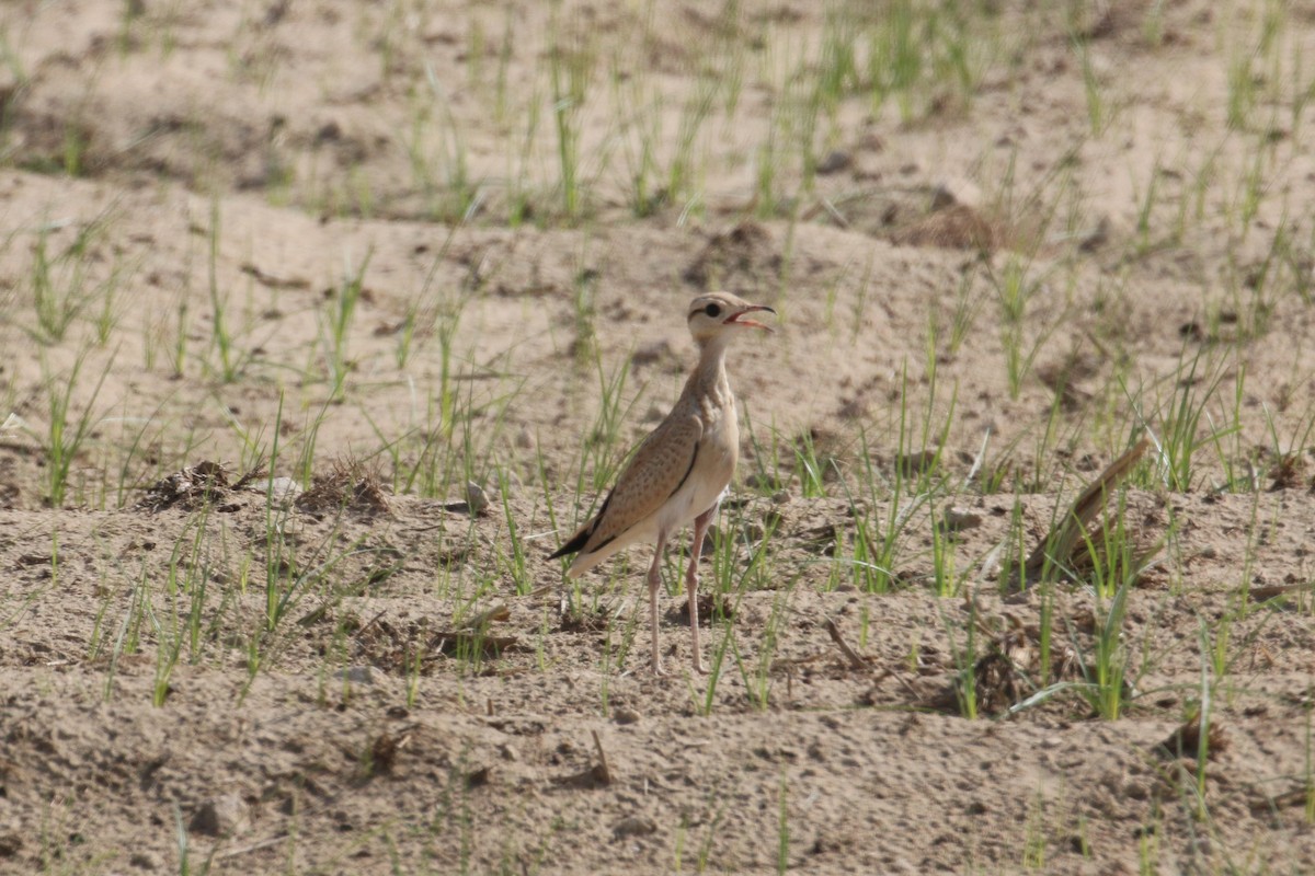 Cream-colored Courser - ML636940368