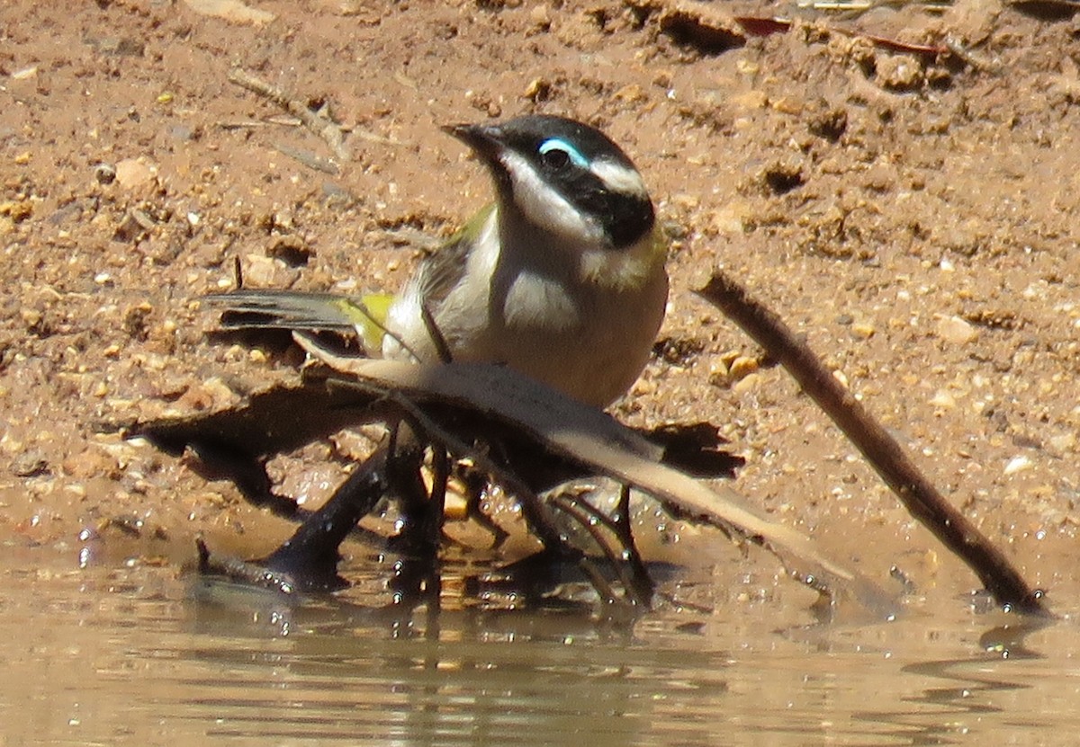 Black-chinned Honeyeater - ML636940374