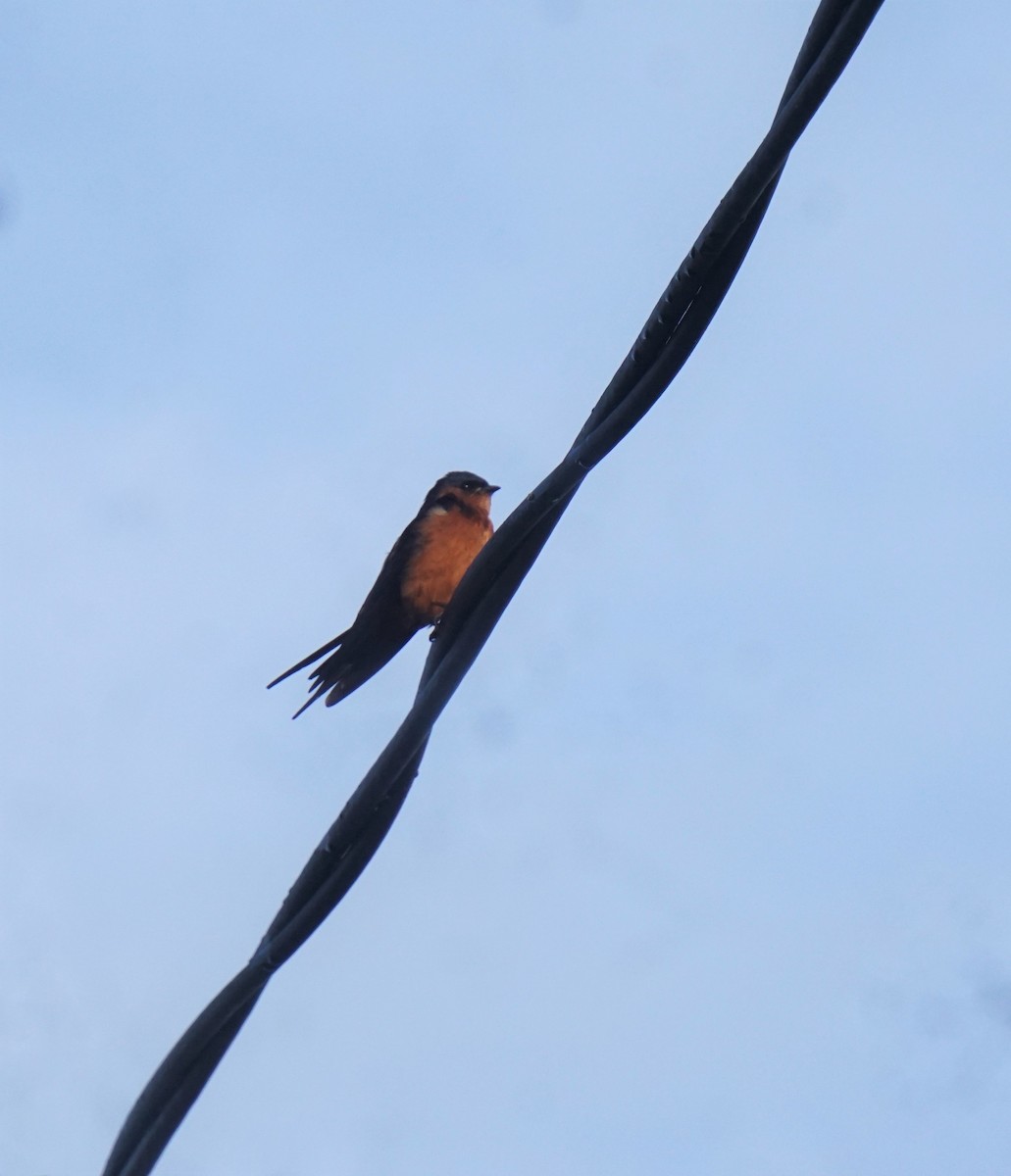 Sri Lanka Swallow - ML636940546
