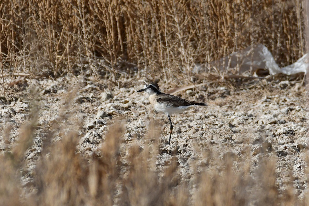 Kittlitz's Plover - ML636940547