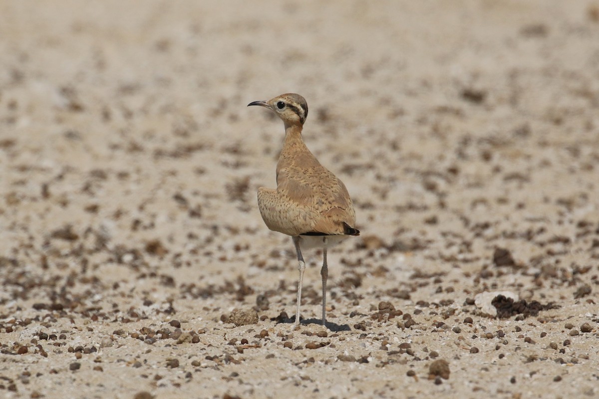 Cream-colored Courser - ML636940572