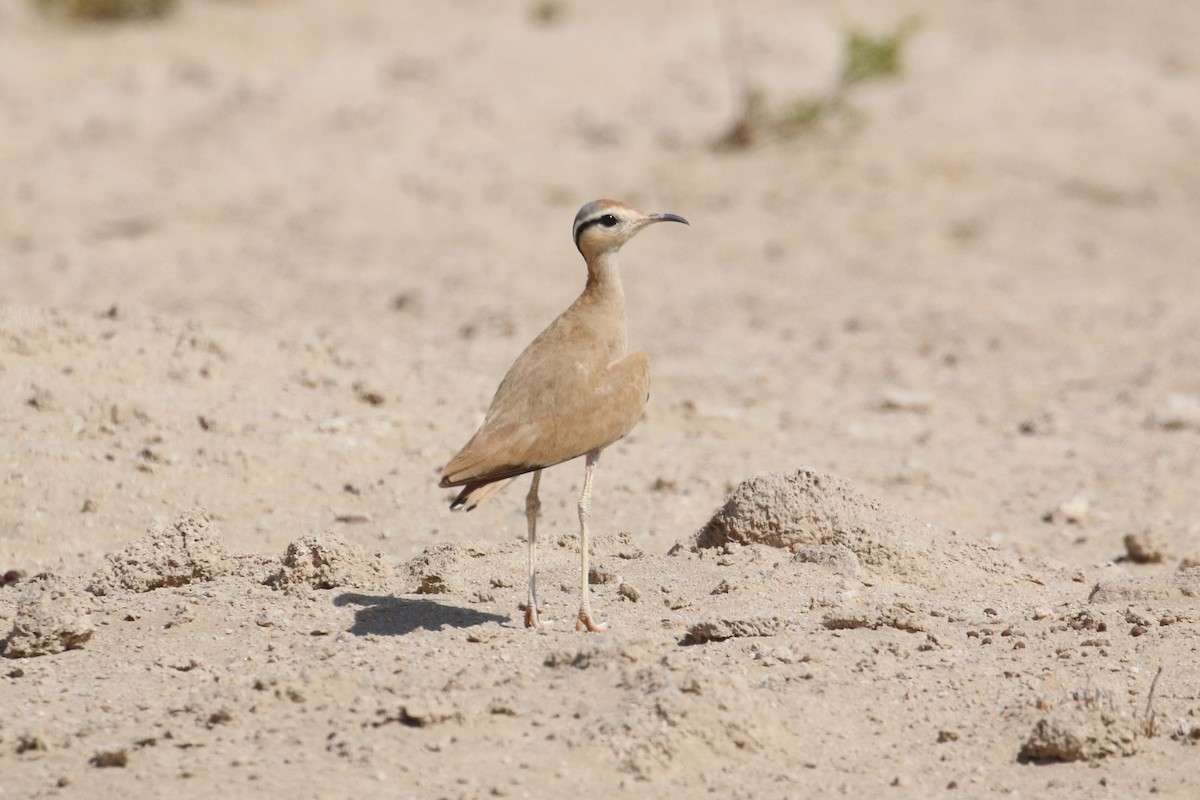 Cream-colored Courser - ML636940574