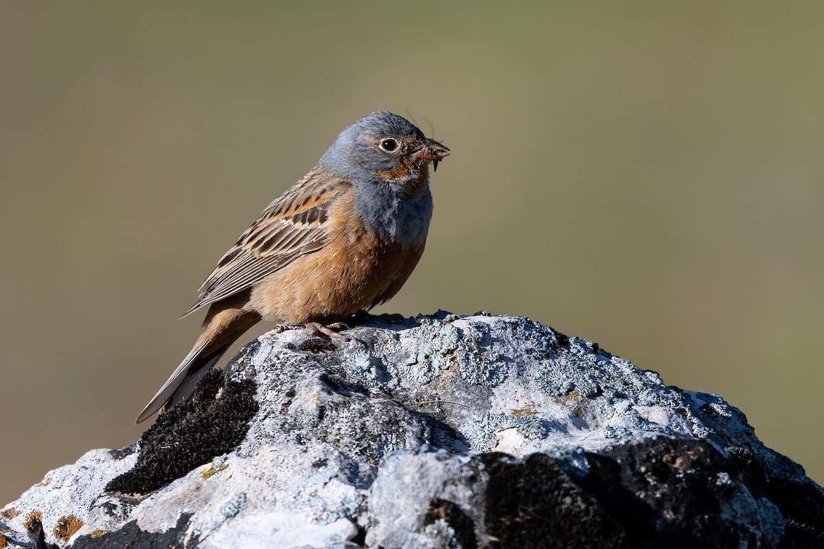 Cretzschmar's Bunting - ML636940589