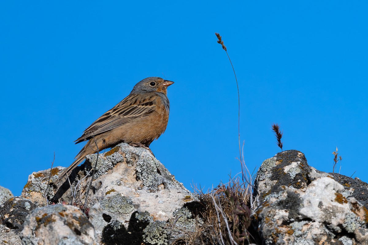 Cretzschmar's Bunting - ML636940590