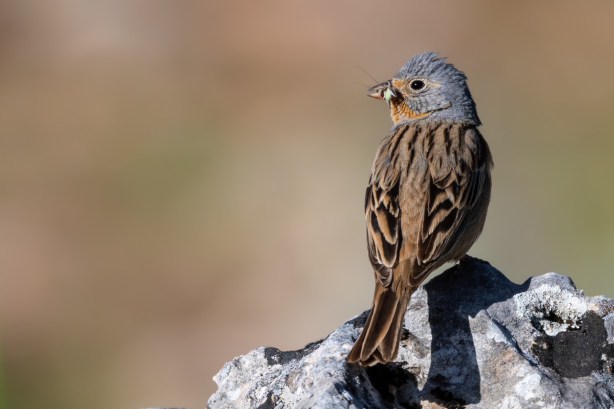 Cretzschmar's Bunting - ML636940598