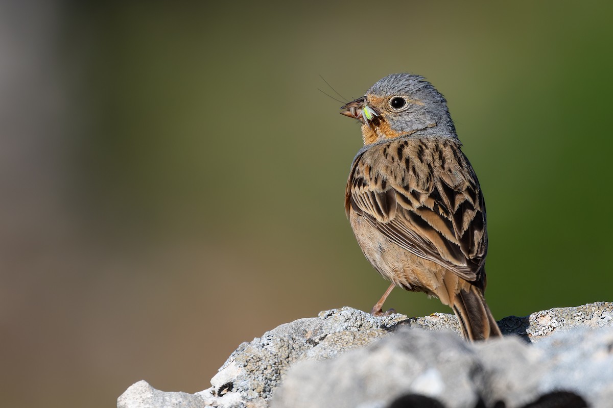 Cretzschmar's Bunting - ML636940599
