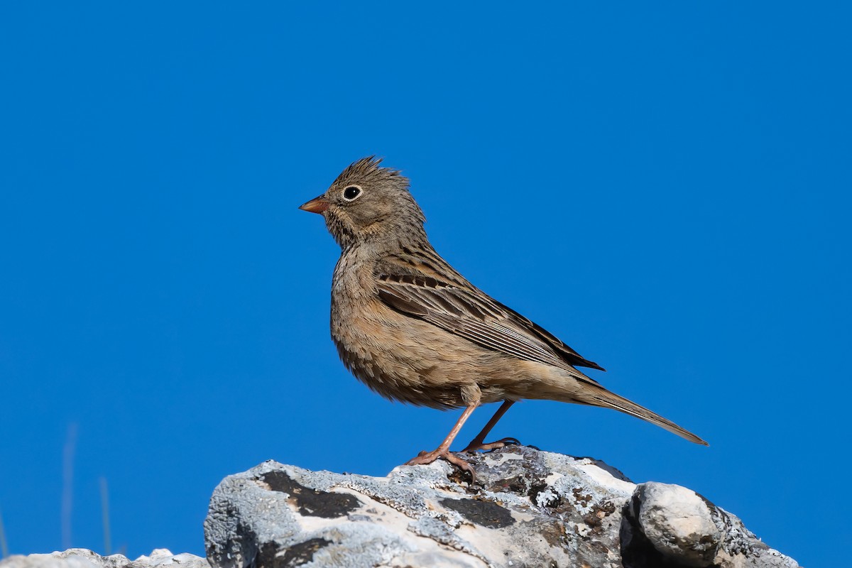 Cretzschmar's Bunting - ML636940603