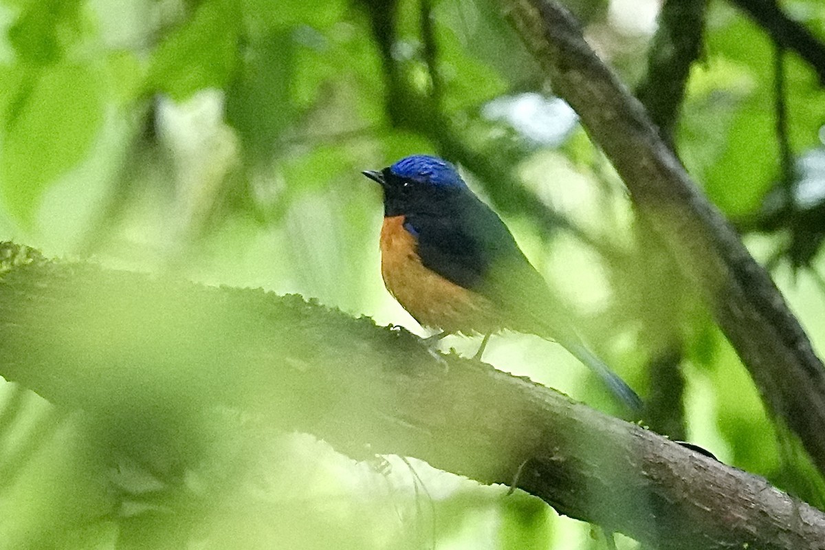 Davidblauschnäpper - ML636940606