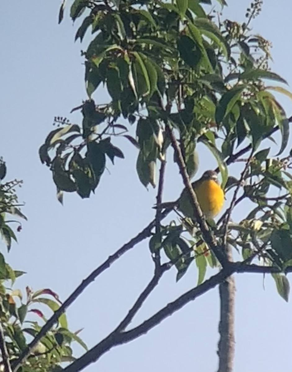 Yellow-breasted Chat - ML636940734