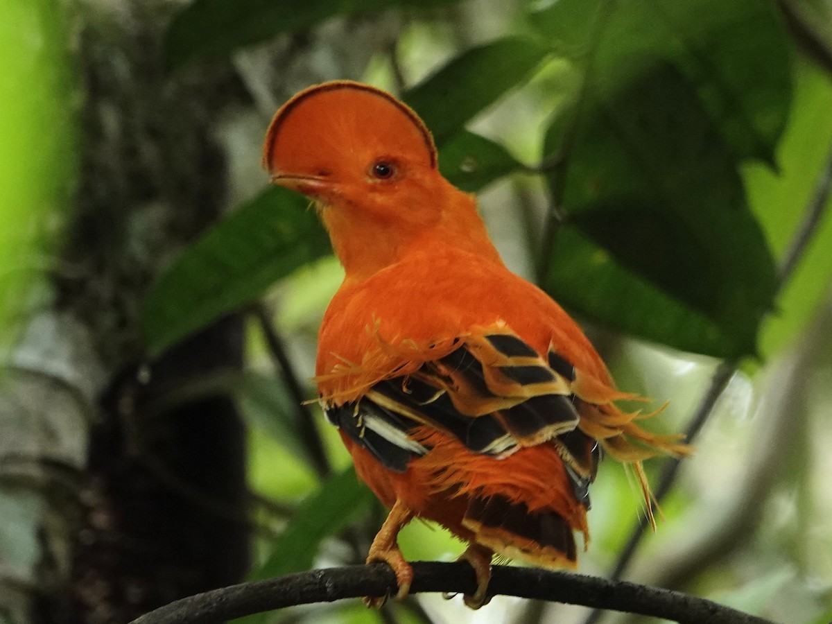 Guianan Cock-of-the-rock - ML636940740