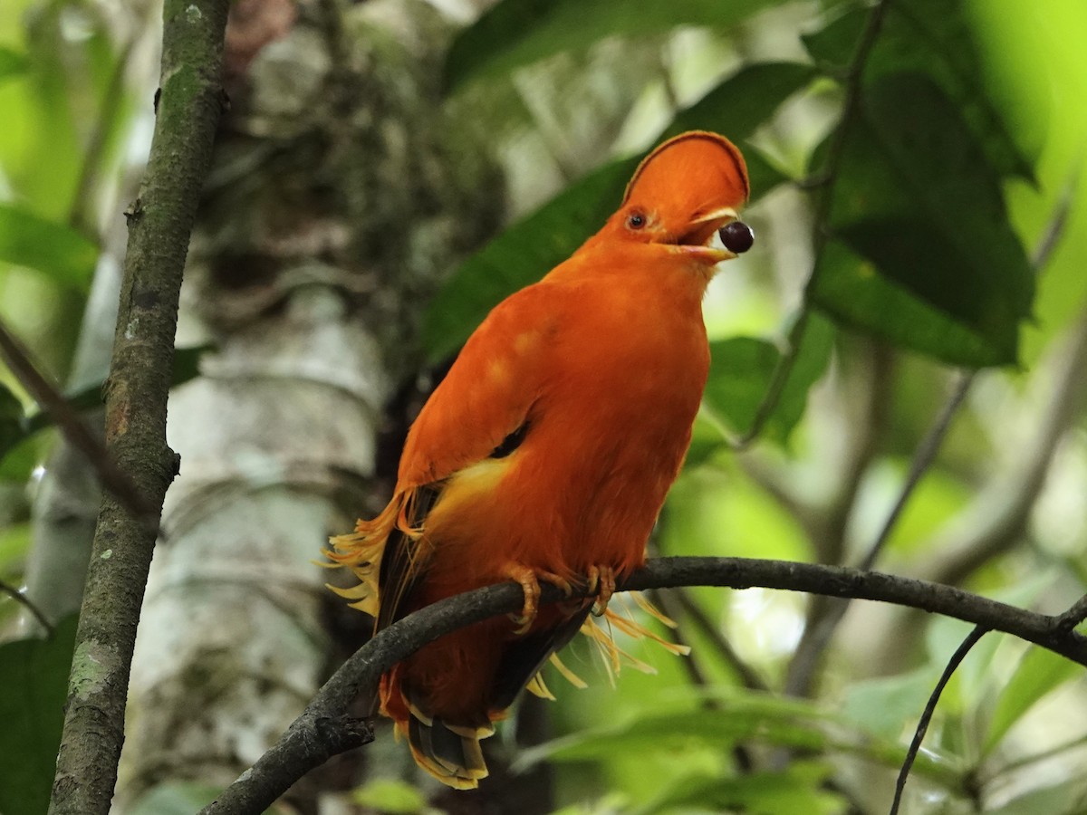 Guianan Cock-of-the-rock - ML636940741