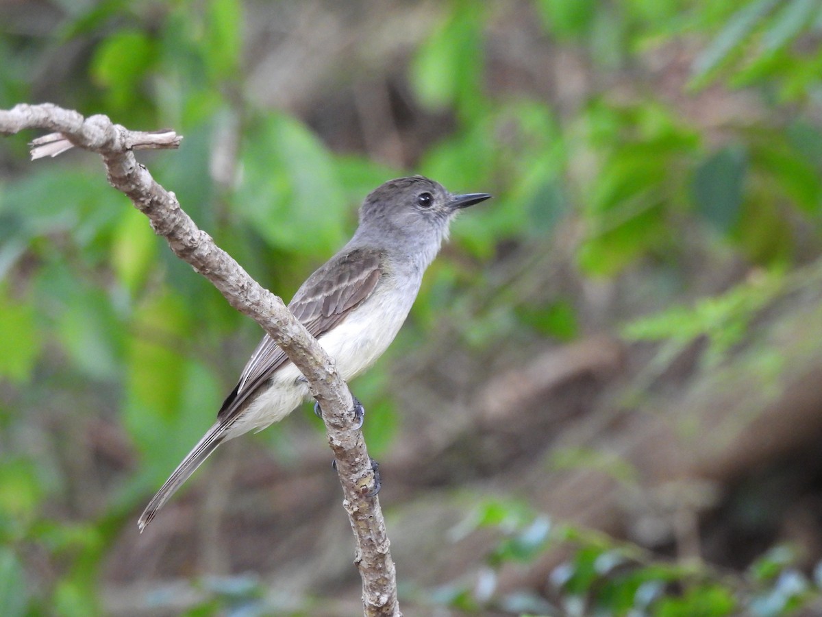 Lesser Antillean Flycatcher - ML636940783