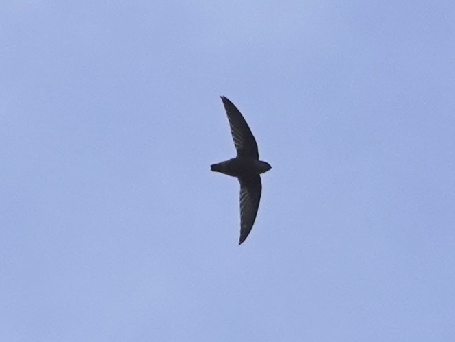 Short-tailed Swift - ML636940785