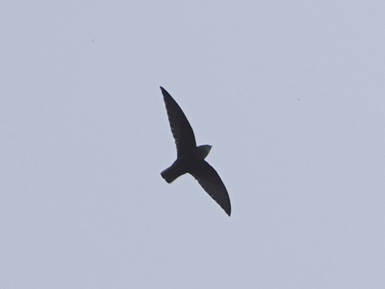 Gray-rumped Swift - ML636940789