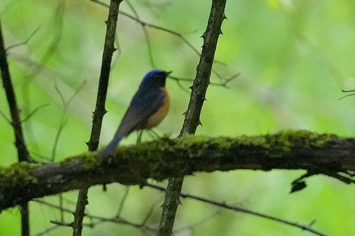 Davidblauschnäpper - ML636940801