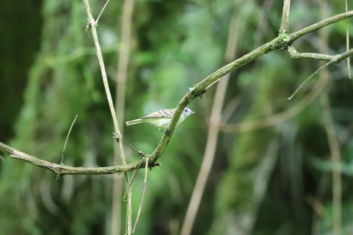 Buff-banded Tyrannulet - ML636940860