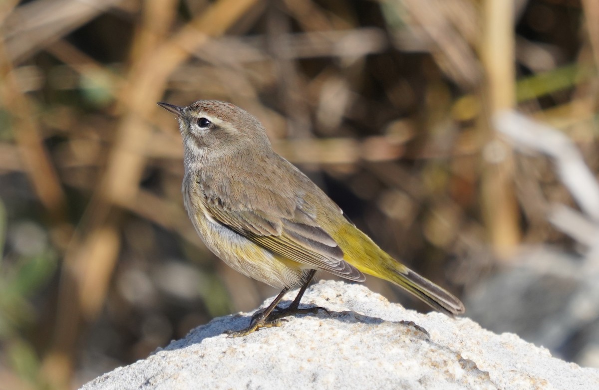 Palm Warbler - ML636940896