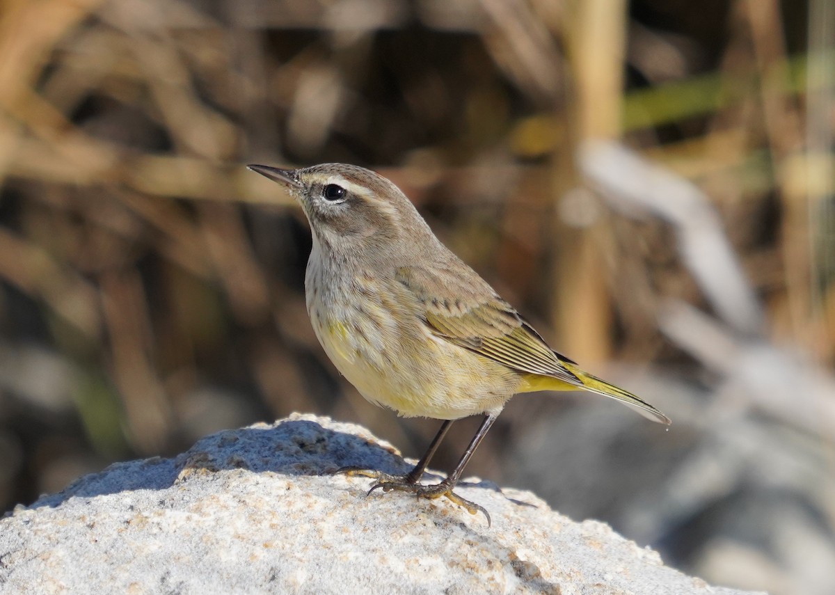 Palm Warbler - ML636940897
