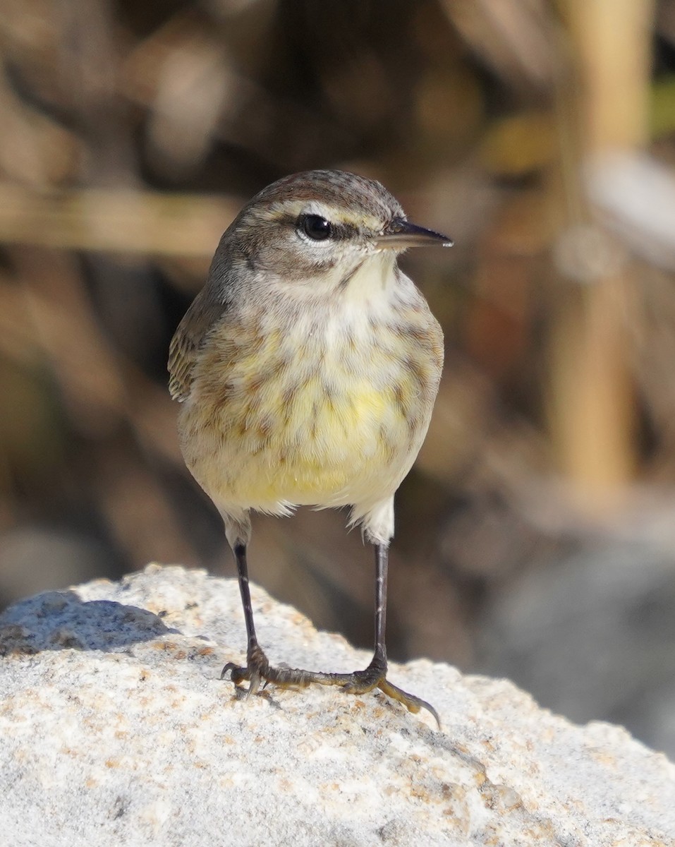 Palm Warbler - ML636940928