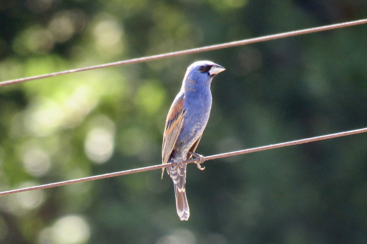 Blue Grosbeak - ML636941097