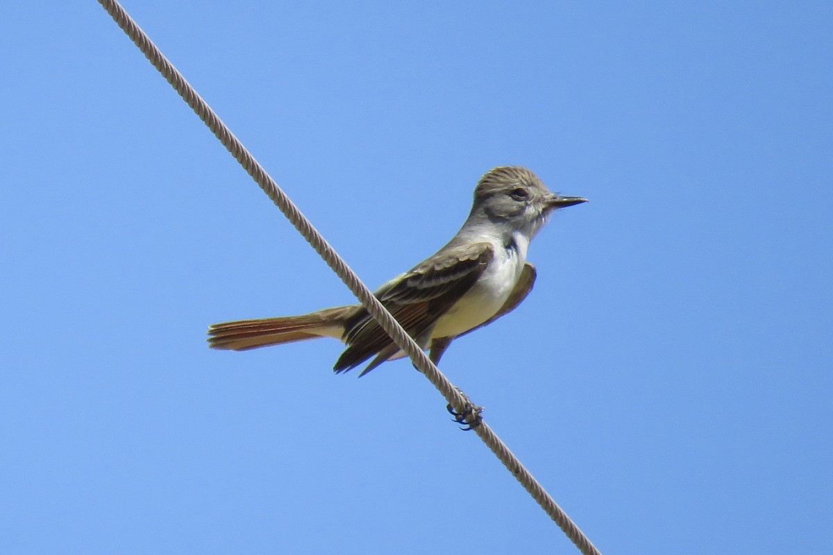 Ash-throated Flycatcher - ML636941100