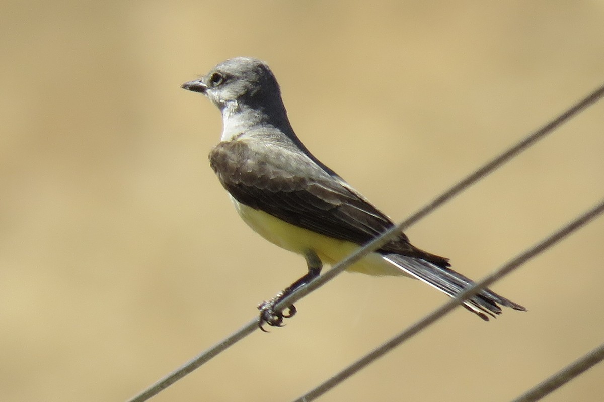 Western Kingbird - ML636941106