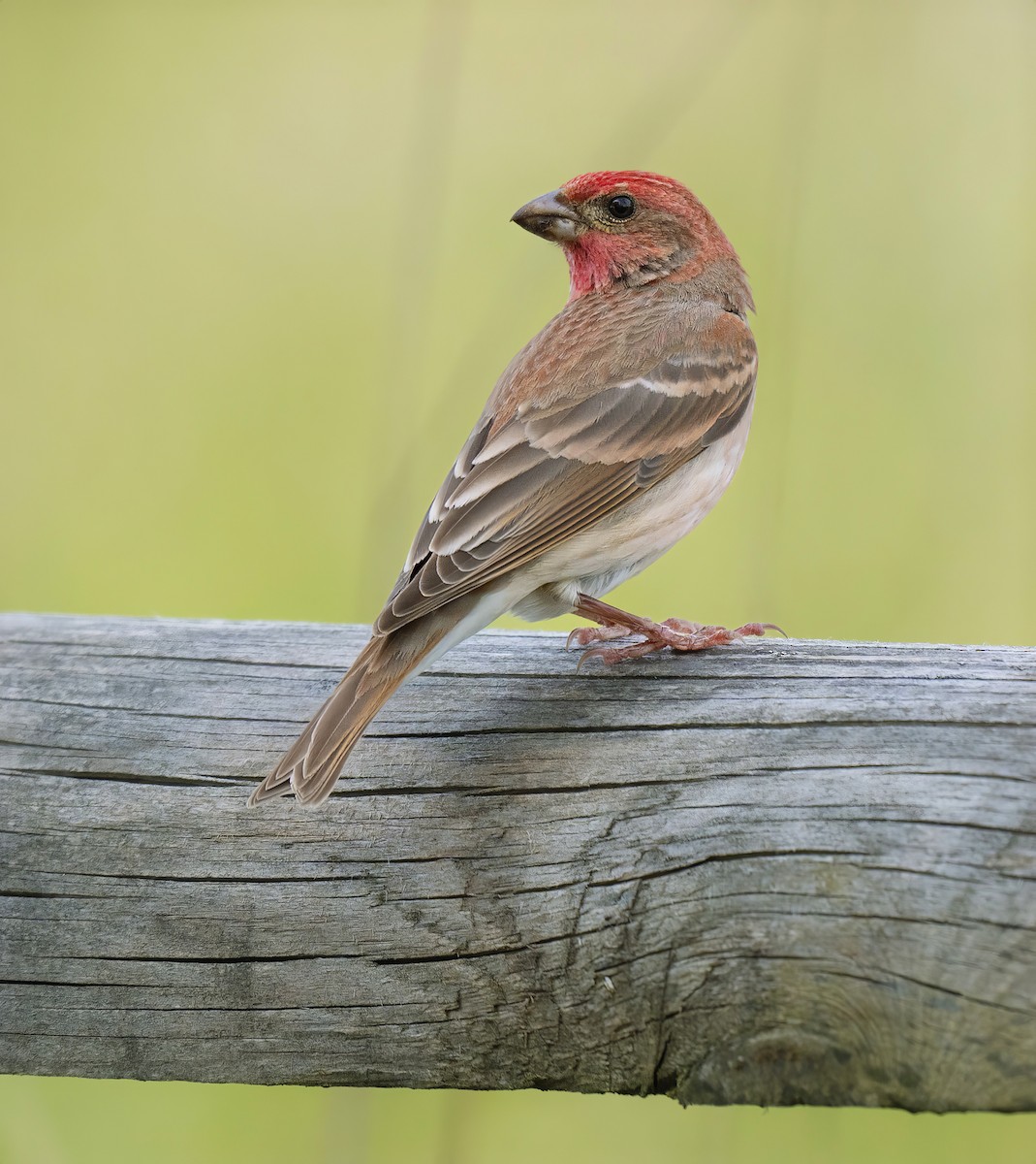 Common Rosefinch - ML636941124