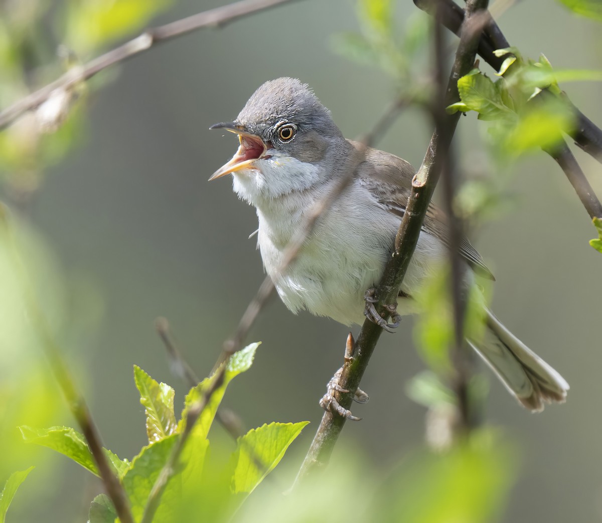 Greater Whitethroat - ML636941149