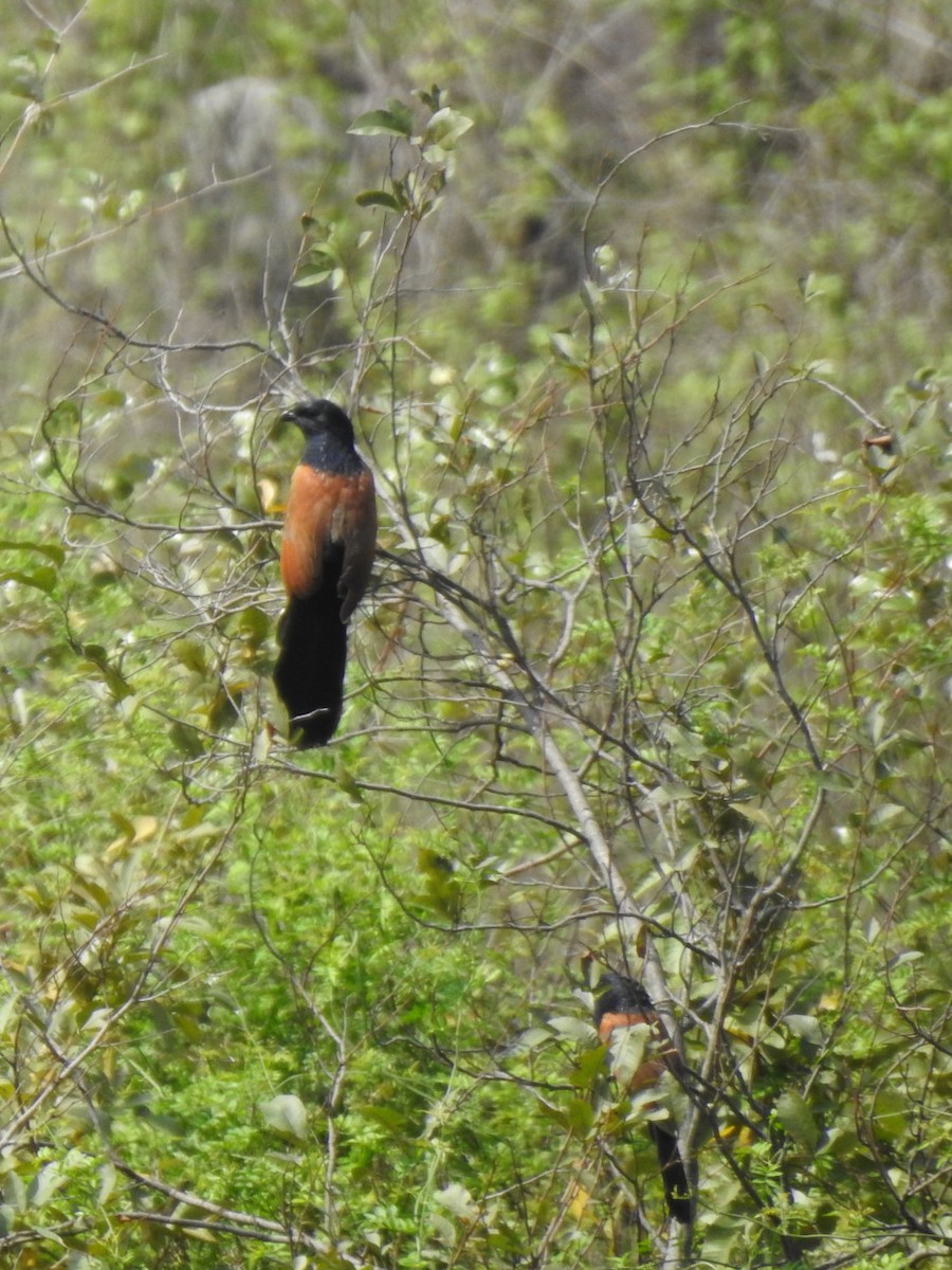 Lesser Coucal - ML636941159