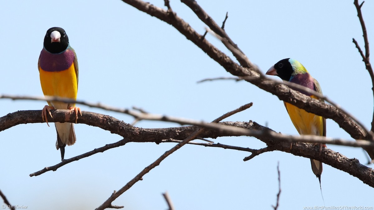 Gouldian Finch - ML636941171