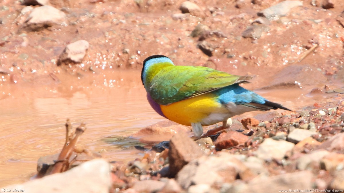 Gouldian Finch - ML636941172
