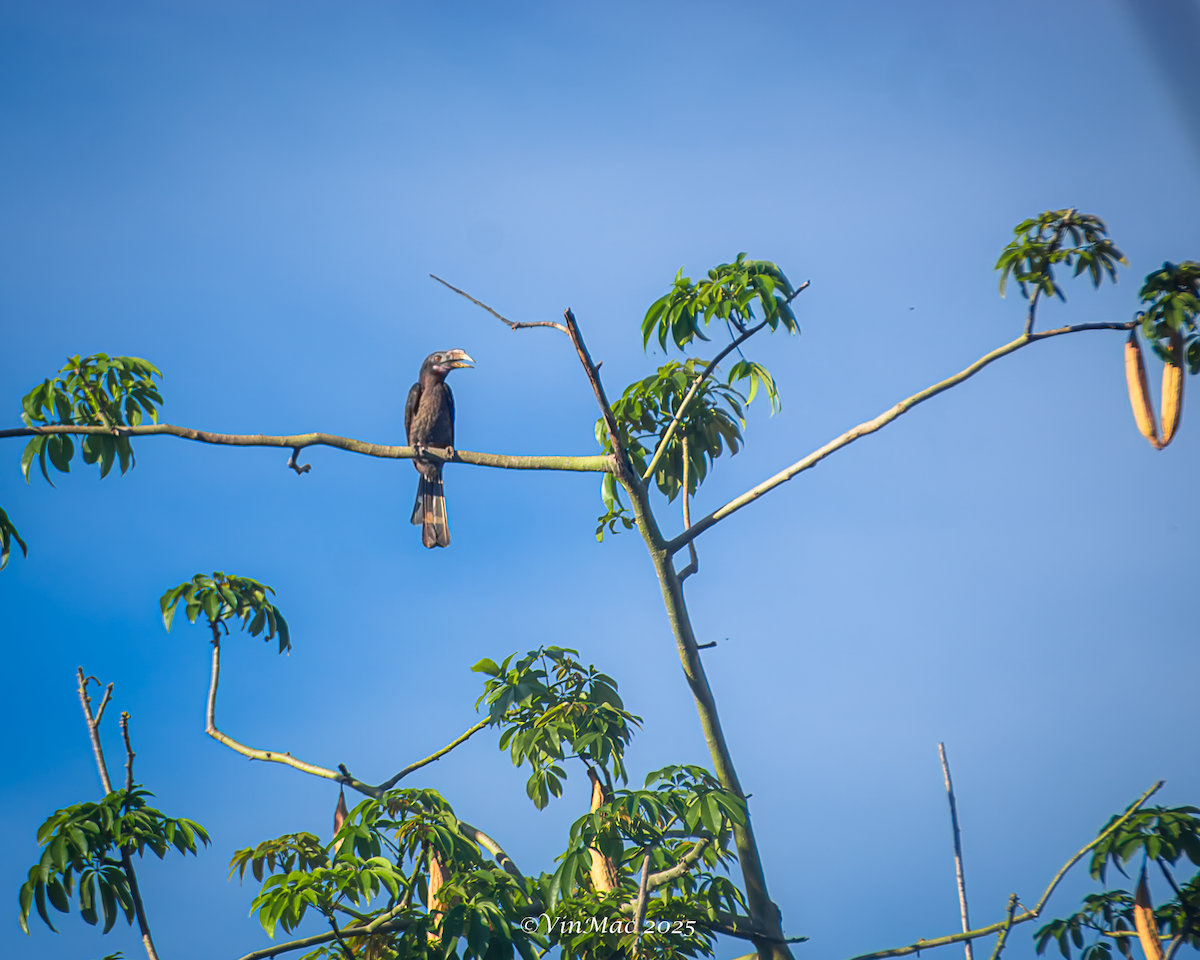 Luzon Hornbill - ML636941280