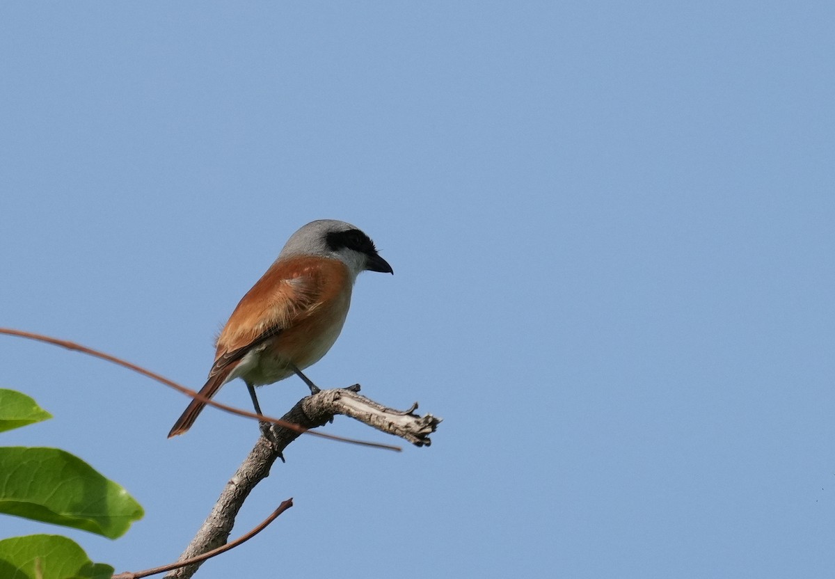Emin's Shrike - ML636941322