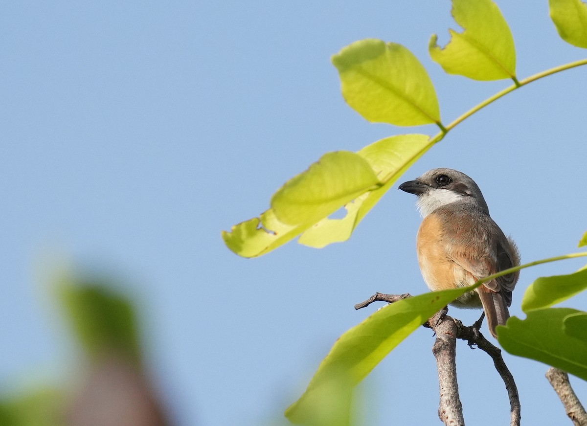 Emin's Shrike - ML636941329