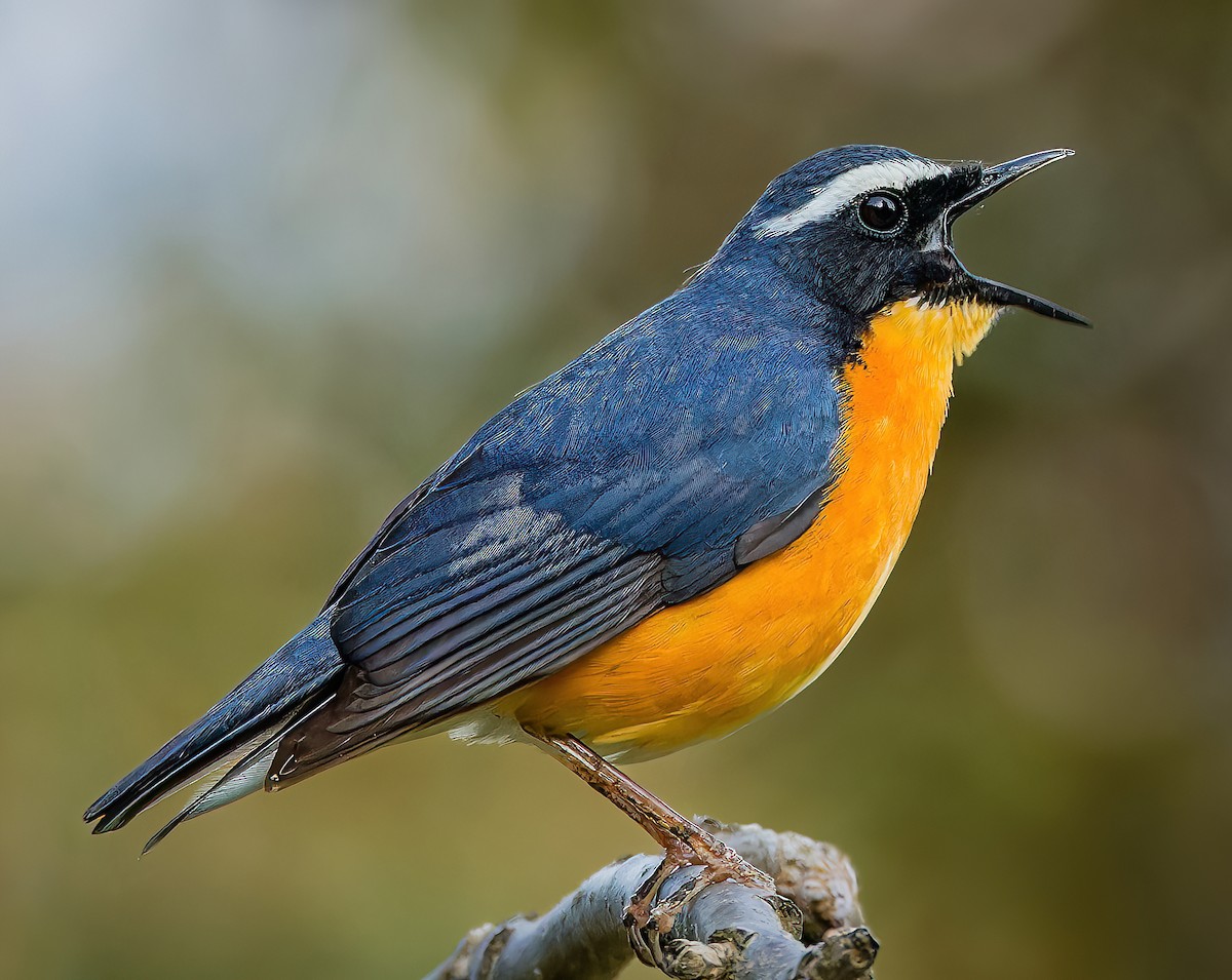 Indian Blue Robin - ML636941361