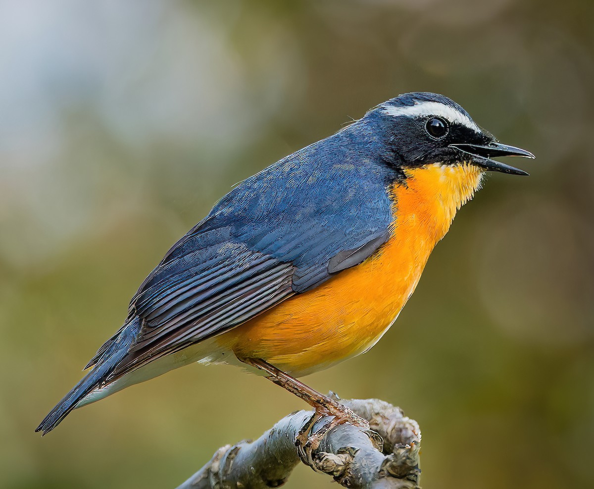Indian Blue Robin - ML636941362