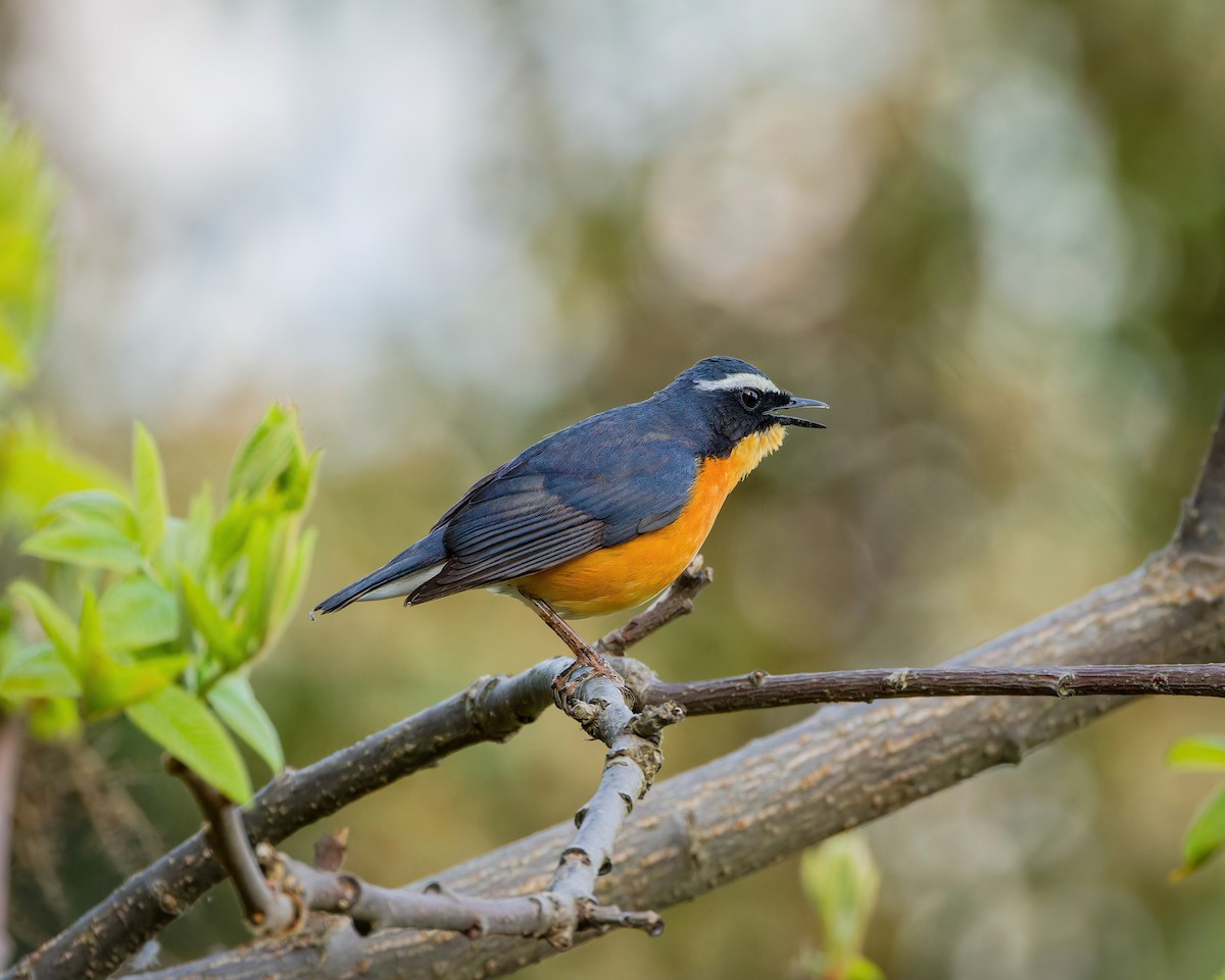 Indian Blue Robin - ML636941363
