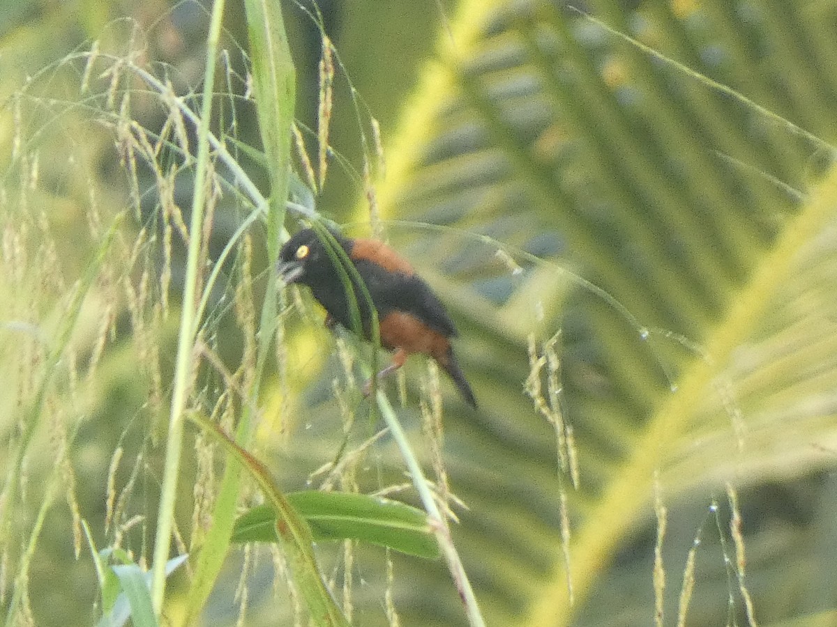 Chestnut-and-black Weaver - ML636941391