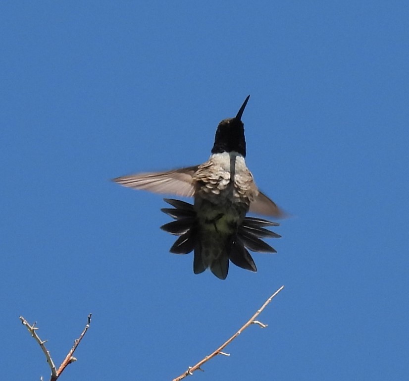 Black-chinned Hummingbird - ML636941406
