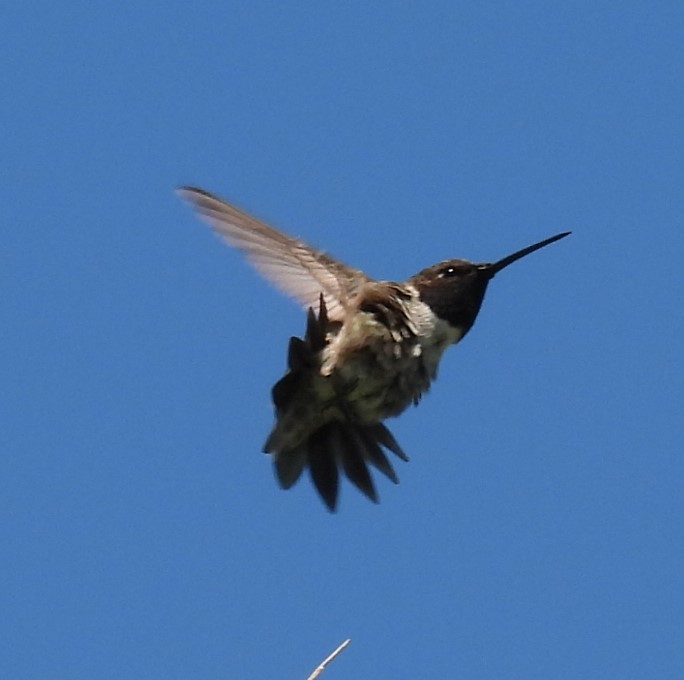 Black-chinned Hummingbird - ML636941409
